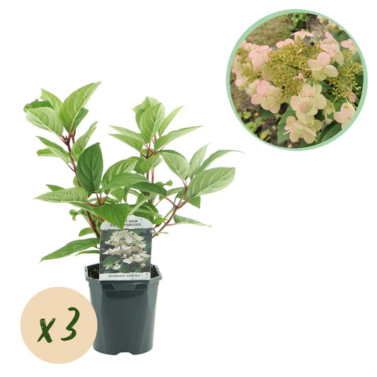 Pluim Hortensia - Hydrangea panniculata Wims Red - 3 Planten - Forestbloom