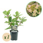 Pluim Hortensia - Hydrangea panniculata Wims Red - 3 Planten - Forestbloom