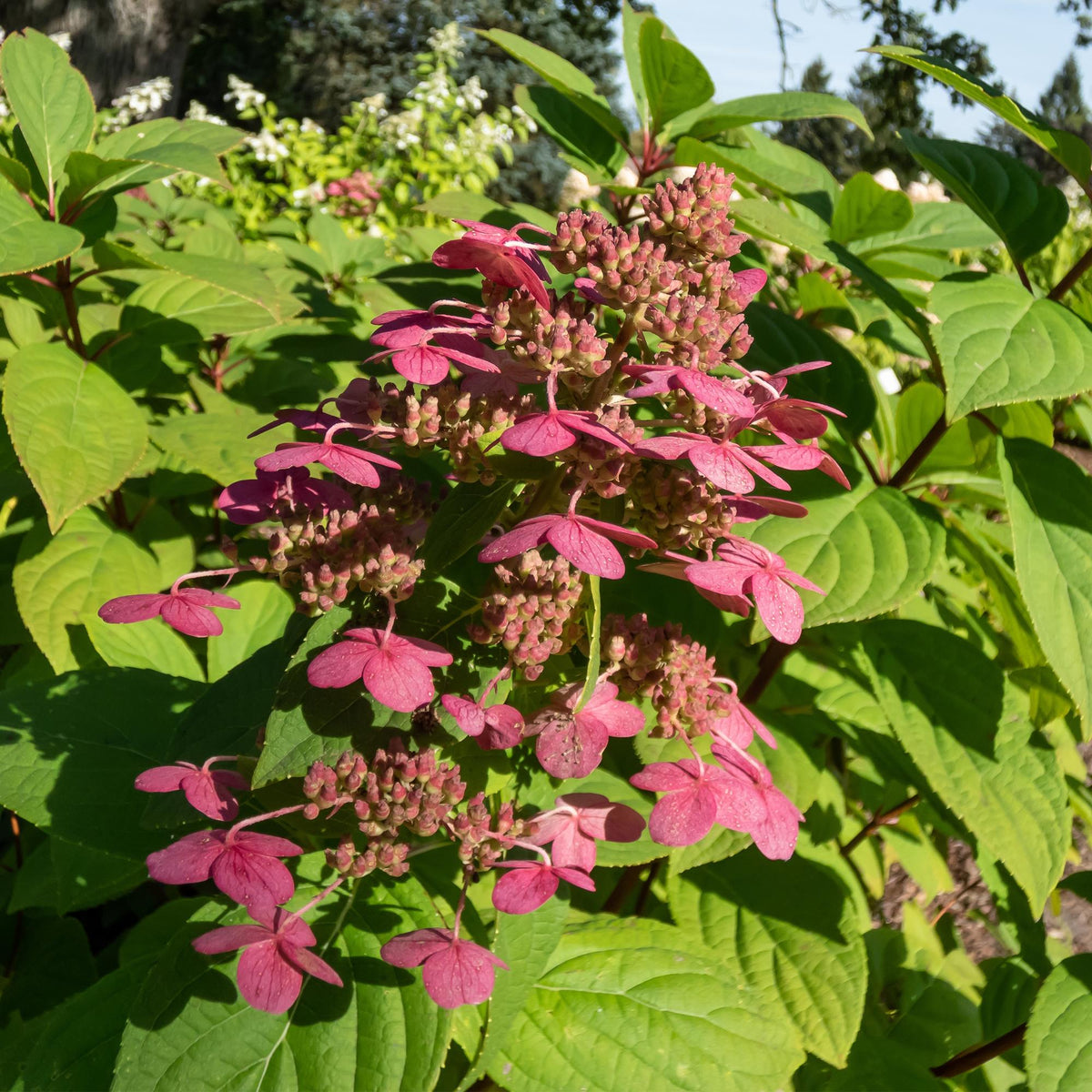Pluim Hortensia - Hydrangea panniculata Wims Red - 3 Planten - Forestbloom