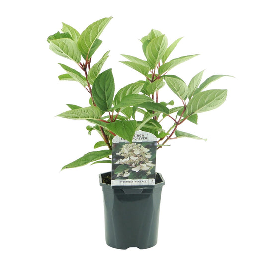 Pluim Hortensia - Hydrangea panniculata Wims Red - 3 Planten - Forestbloom