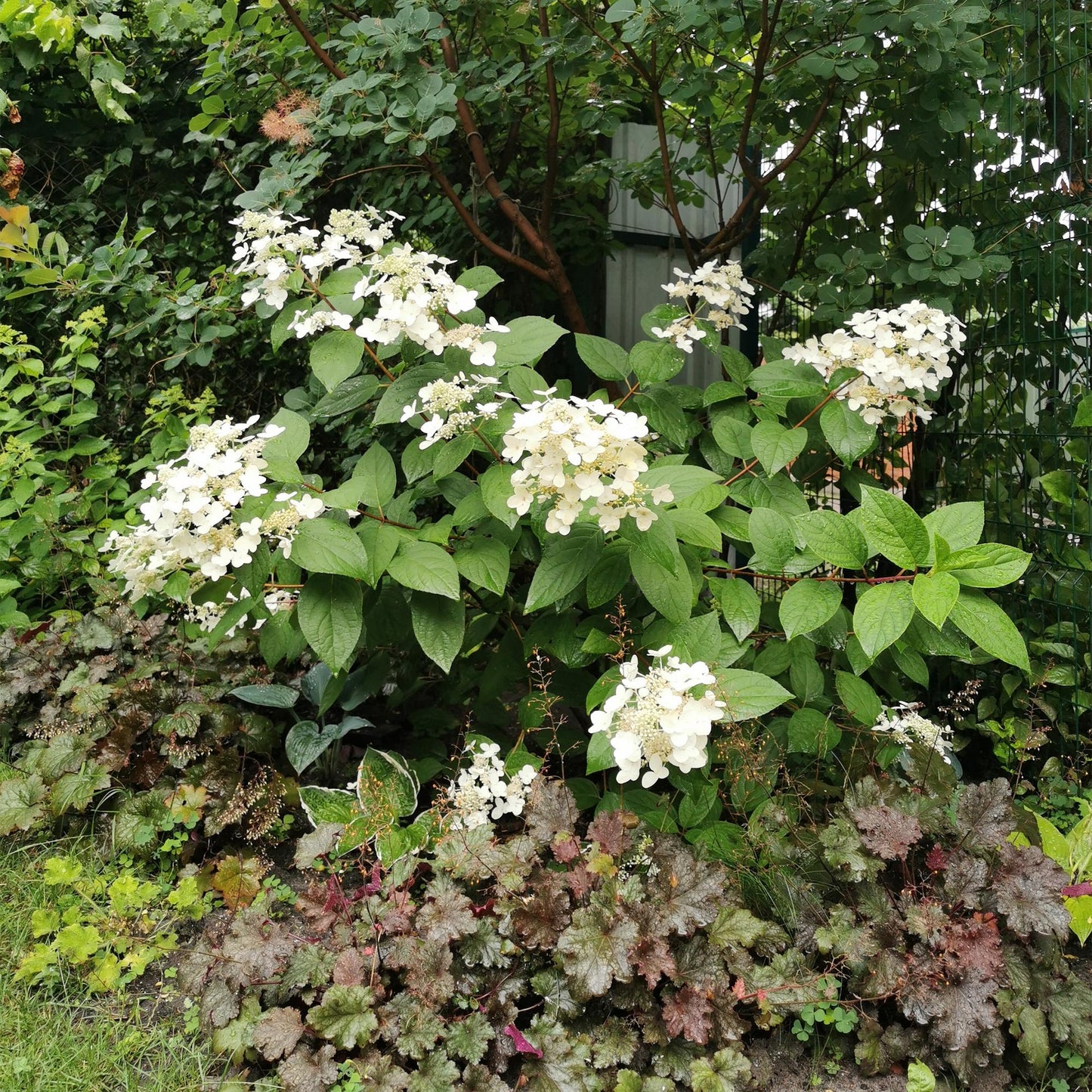 Pluim Hortensia - Hydrangea panniculata Wims Red - 3 Planten - Forestbloom