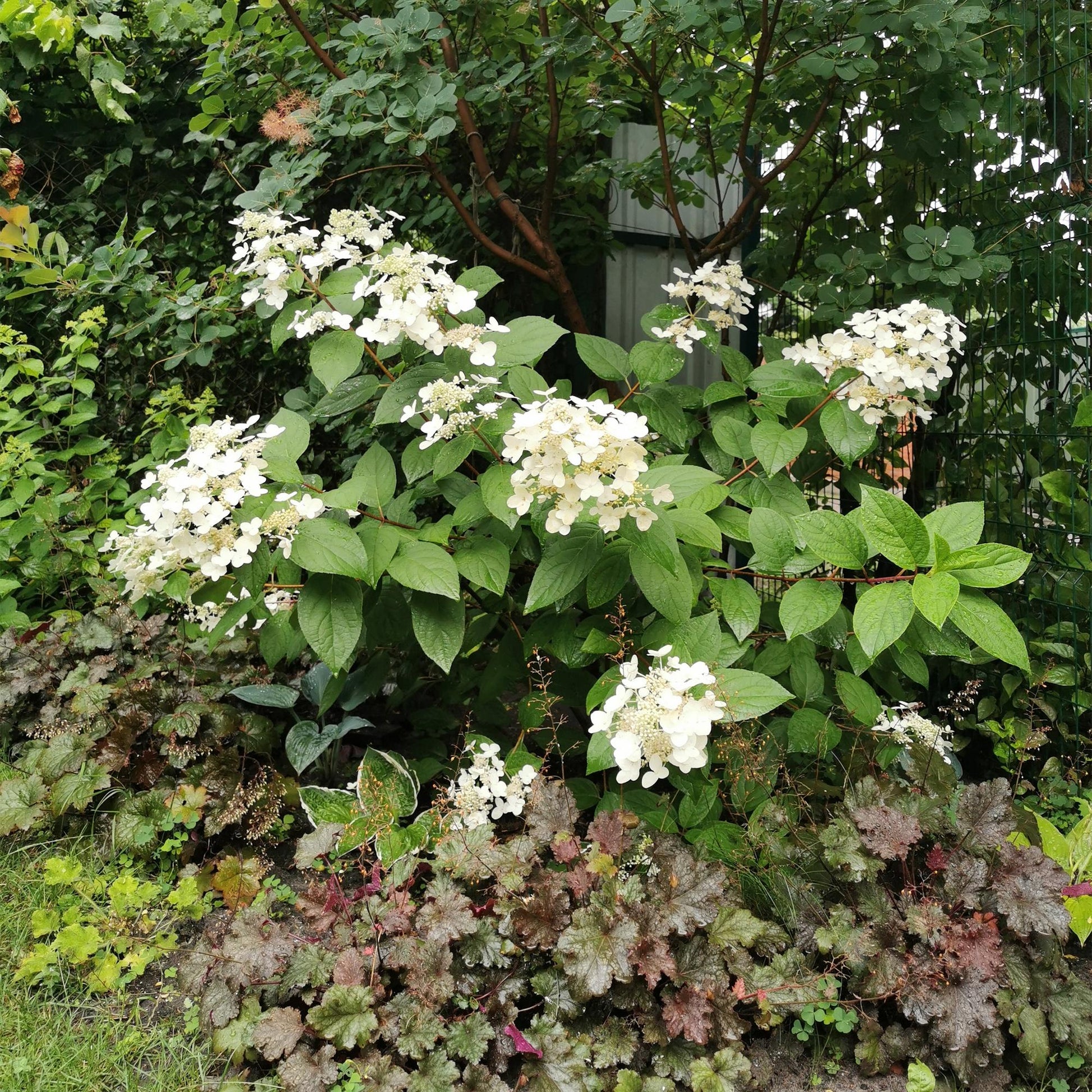 Pluim Hortensia - Hydrangea panniculata Wims Red - 3 Planten - Forestbloom