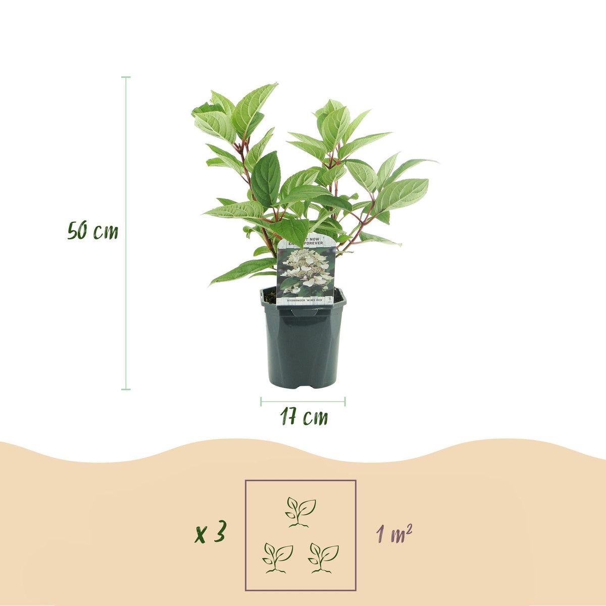Pluim Hortensia - Hydrangea panniculata Wims Red - 3 Planten - Forestbloom