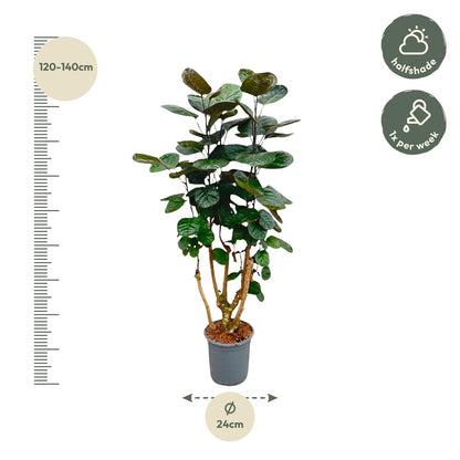 Polyscias Fabian - 130 cm - Forestbloom