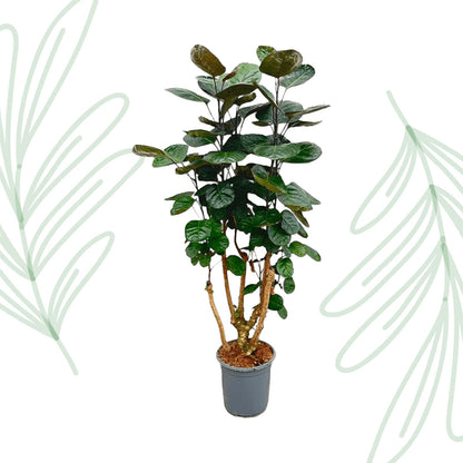 Polyscias Fabian - 130 cm - Forestbloom