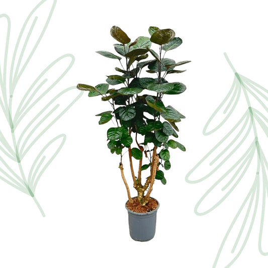 Polyscias Fabian - 130 cm - Forestbloom