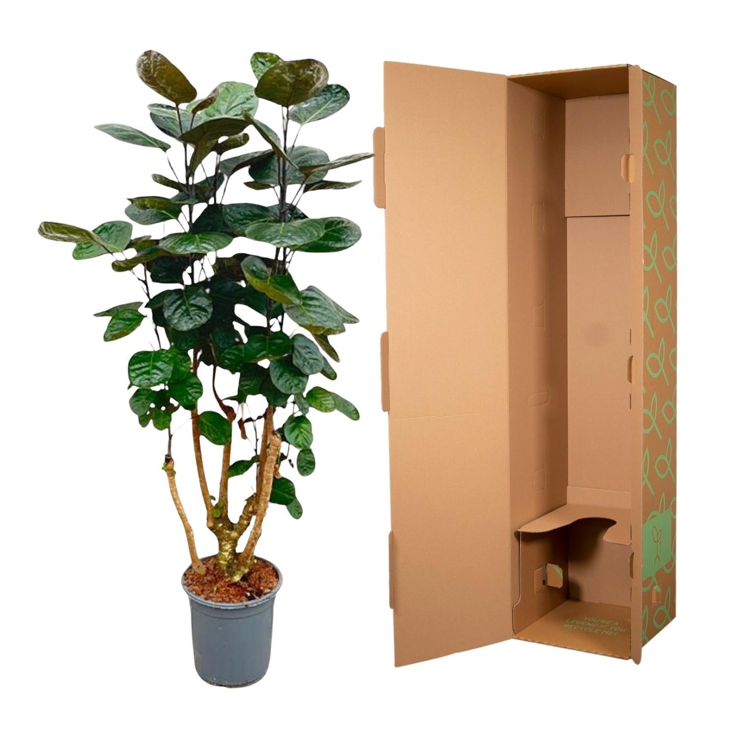 Polyscias Fabian - 130 cm - Forestbloom