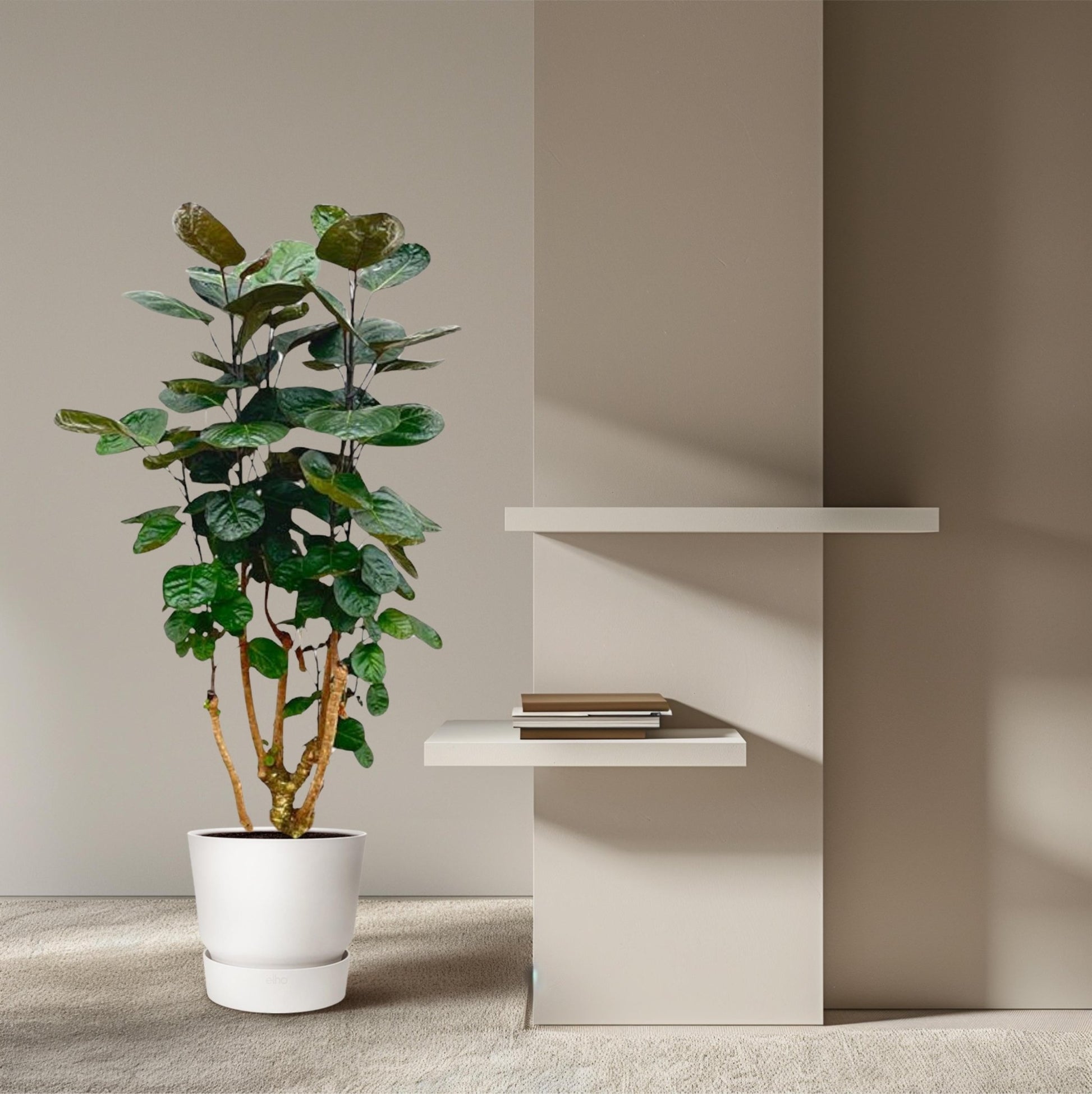 Polyscias Fabian - 130 cm - Forestbloom