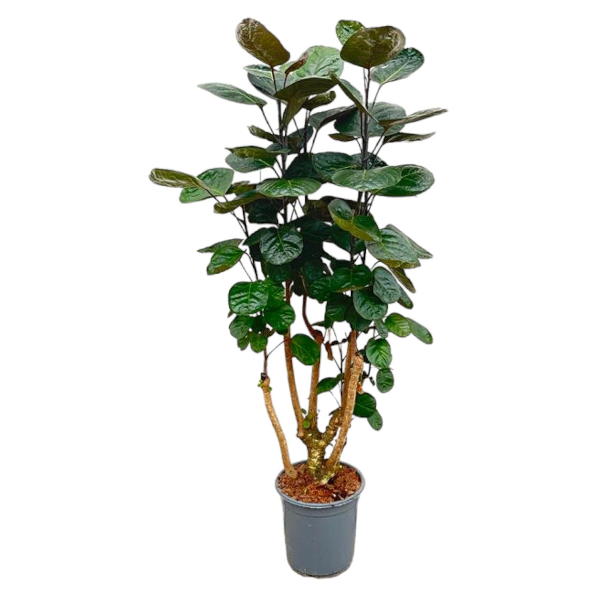 Polyscias Fabian - 130 cm - Forestbloom