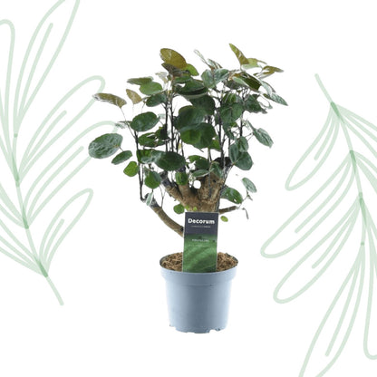 Polyscias Fabian - 45 cm - Forestbloom