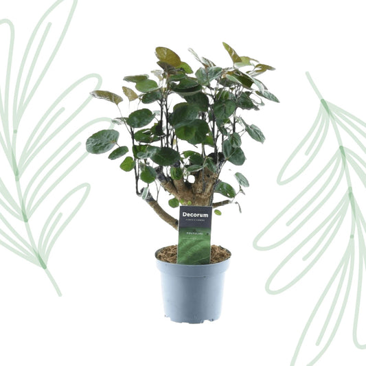 Polyscias Fabian - 45 cm - Forestbloom