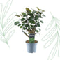 Polyscias Fabian - 45 cm - Forestbloom