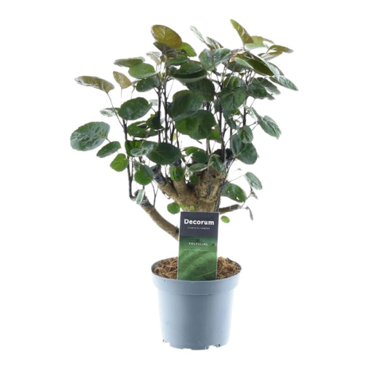 Polyscias Fabian - 45 cm - Forestbloom