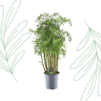 Polyscias Hawaiiana Ming - 90 cm - Forestbloom