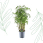 Polyscias Hawaiiana Ming - 90 cm - Forestbloom