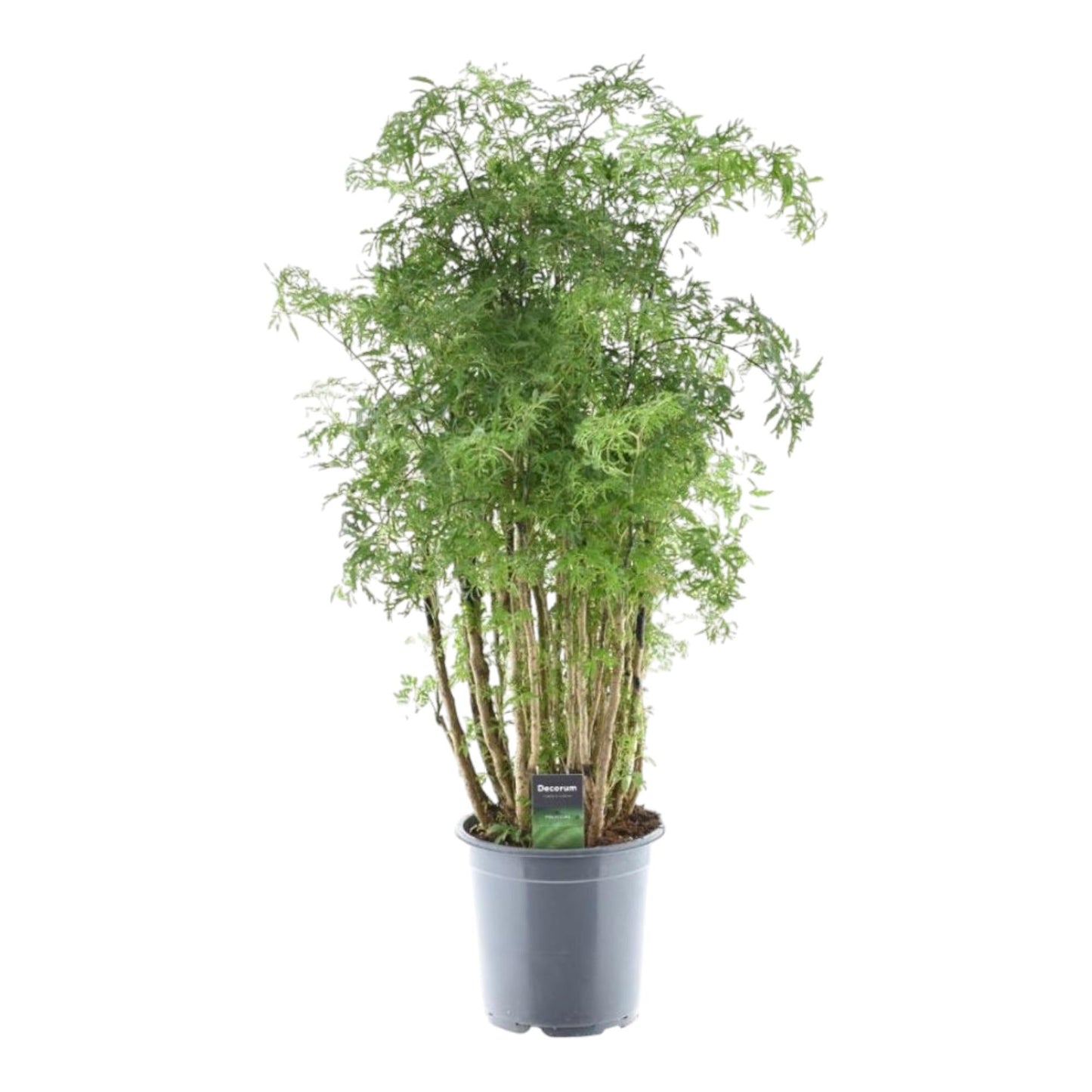 Polyscias Hawaiiana Ming - 90 cm - Forestbloom
