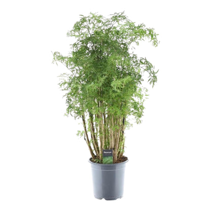 Polyscias Hawaiiana Ming - 90 cm - Forestbloom