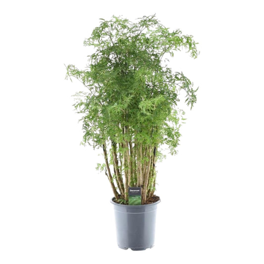 Polyscias Hawaiiana Ming - 90 cm - Forestbloom