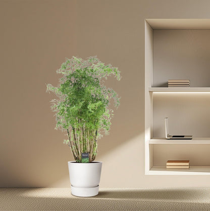 Polyscias Hawaiiana Ming - 90 cm - Forestbloom