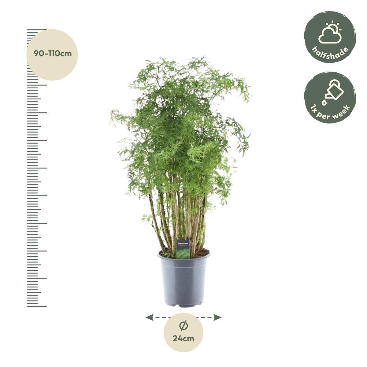 Polyscias Hawaiiana Ming - 90 cm - Forestbloom