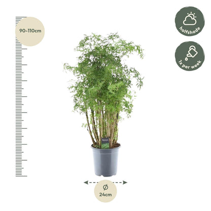 Polyscias Hawaiiana Ming - 90 cm - Forestbloom