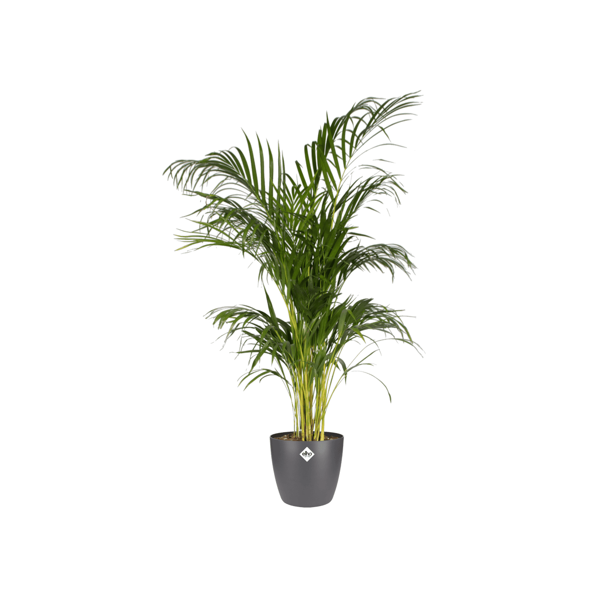 Pot elho Brussels Round Antraciet D20 x H19 - Forestbloom