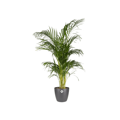 Pot elho Brussels Round Antraciet D20 x H19 - Forestbloom