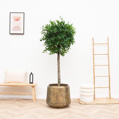 Pot Indigo Vintage Gold D33 x H31 - Forestbloom