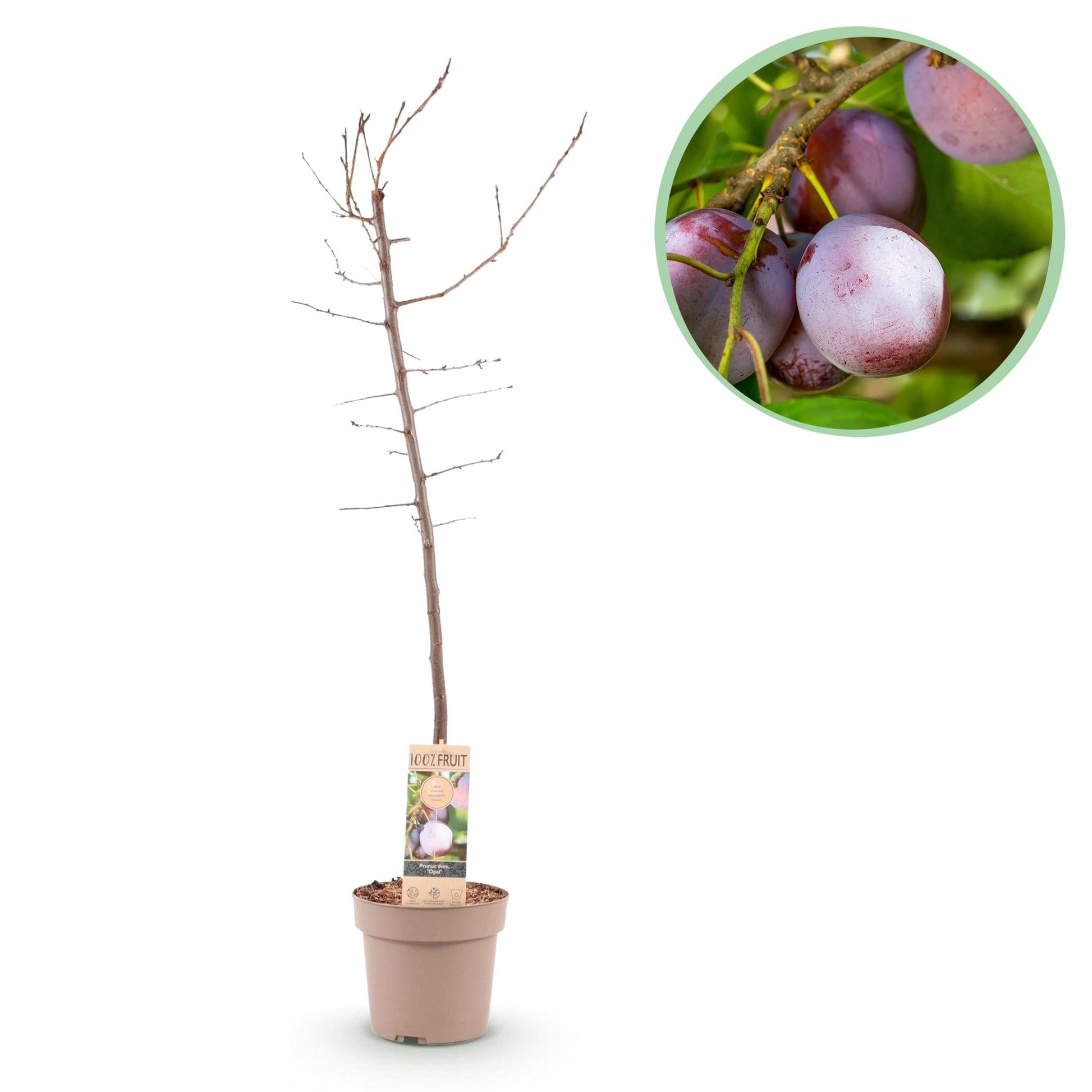 Pruimen boom - Prunus domestica Opal - Geel Rode Vrucht - Forestbloom