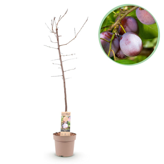 Pruimen boom - Prunus domestica Opal - Geel Rode Vrucht - Forestbloom