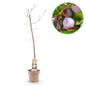 Pruimen boom - Prunus domestica Opal - Geel Rode Vrucht - Forestbloom