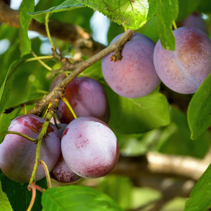 Pruimen boom - Prunus domestica Opal - Geel Rode Vrucht - Forestbloom