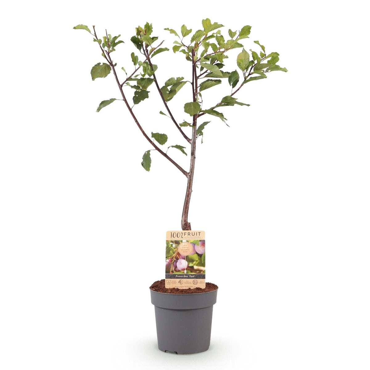 Pruimen boom - Prunus domestica Opal - Geel Rode Vrucht - Forestbloom