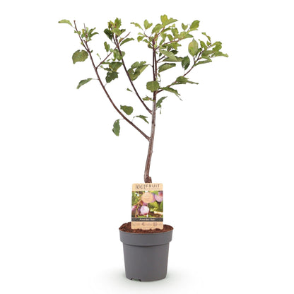 Pruimen boom - Prunus domestica Opal - Geel Rode Vrucht - Forestbloom