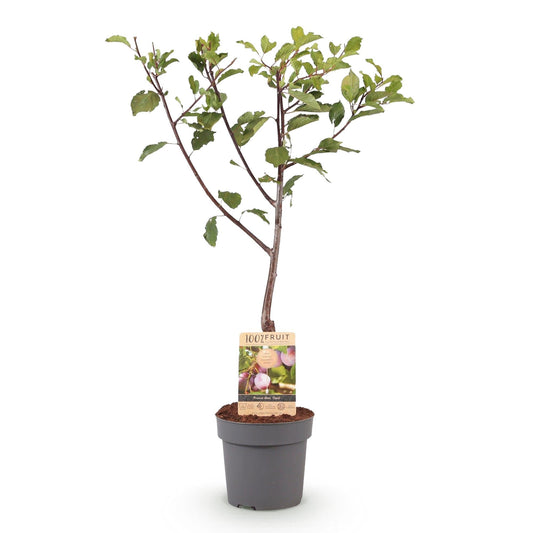 Pruimen boom - Prunus domestica Opal - Geel Rode Vrucht - Forestbloom