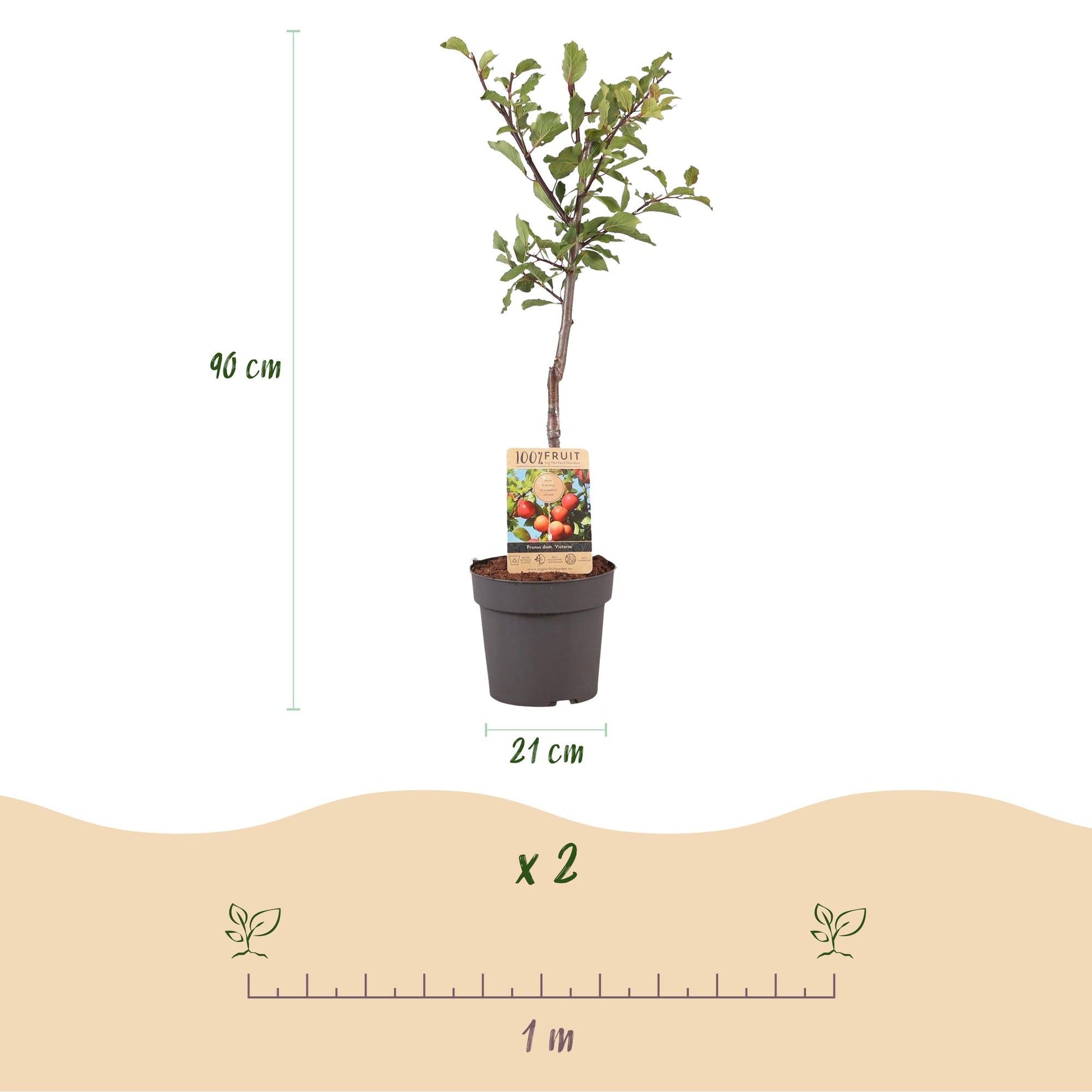 Pruimen boom - Prunus domestica Victoria - Rode Pruim - Forestbloom