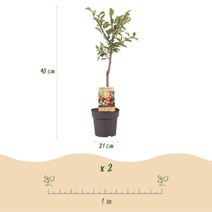 Pruimen boom - Prunus domestica Victoria - Rode Pruim - Forestbloom