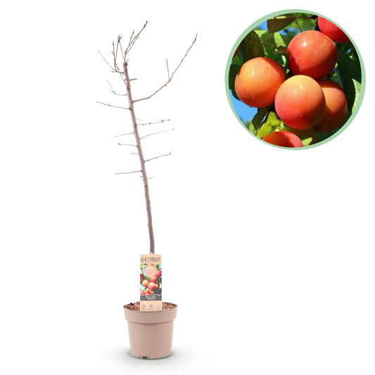 Pruimen boom - Prunus domestica Victoria - Rode Pruim - Forestbloom