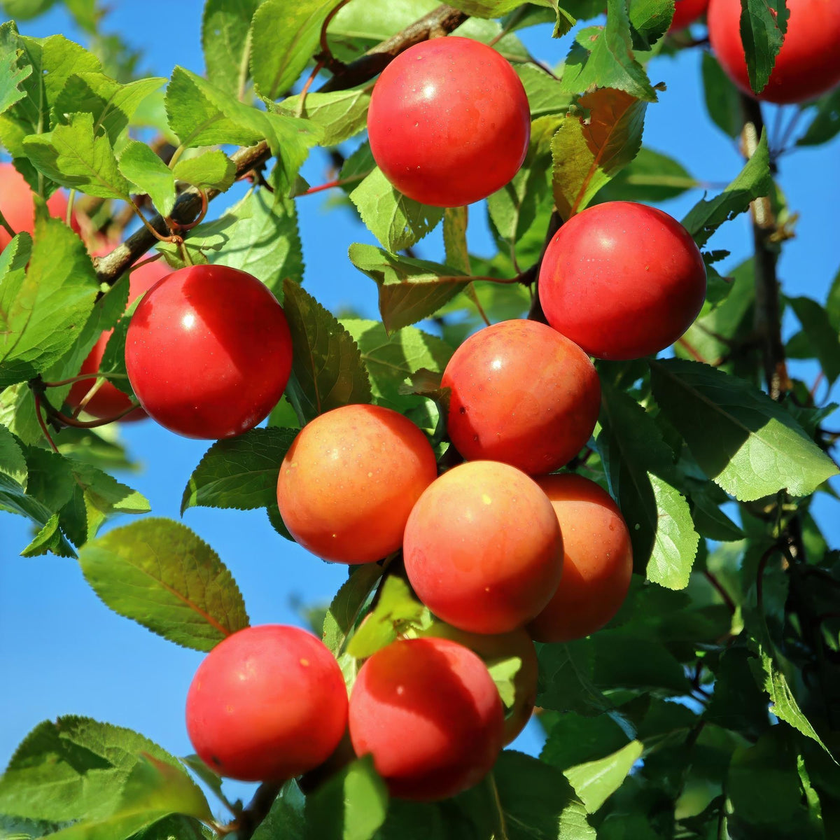 Pruimen boom - Prunus domestica Victoria - Rode Pruim - Forestbloom
