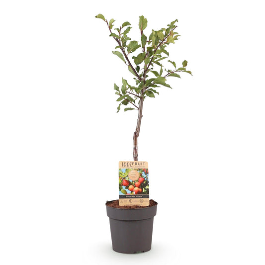 Pruimen boom - Prunus domestica Victoria - Rode Pruim - Forestbloom