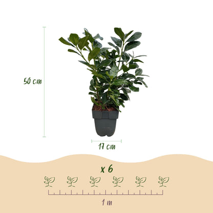 Prunus laurocerasus Etna - 6 planten - 1 strekkende meter - Forestbloom