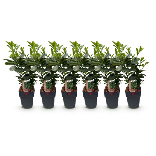 Prunus laurocerasus Etna - 6 planten - 1 strekkende meter - Forestbloom