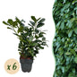 Prunus laurocerasus Etna - 6 planten - 1 strekkende meter - Forestbloom