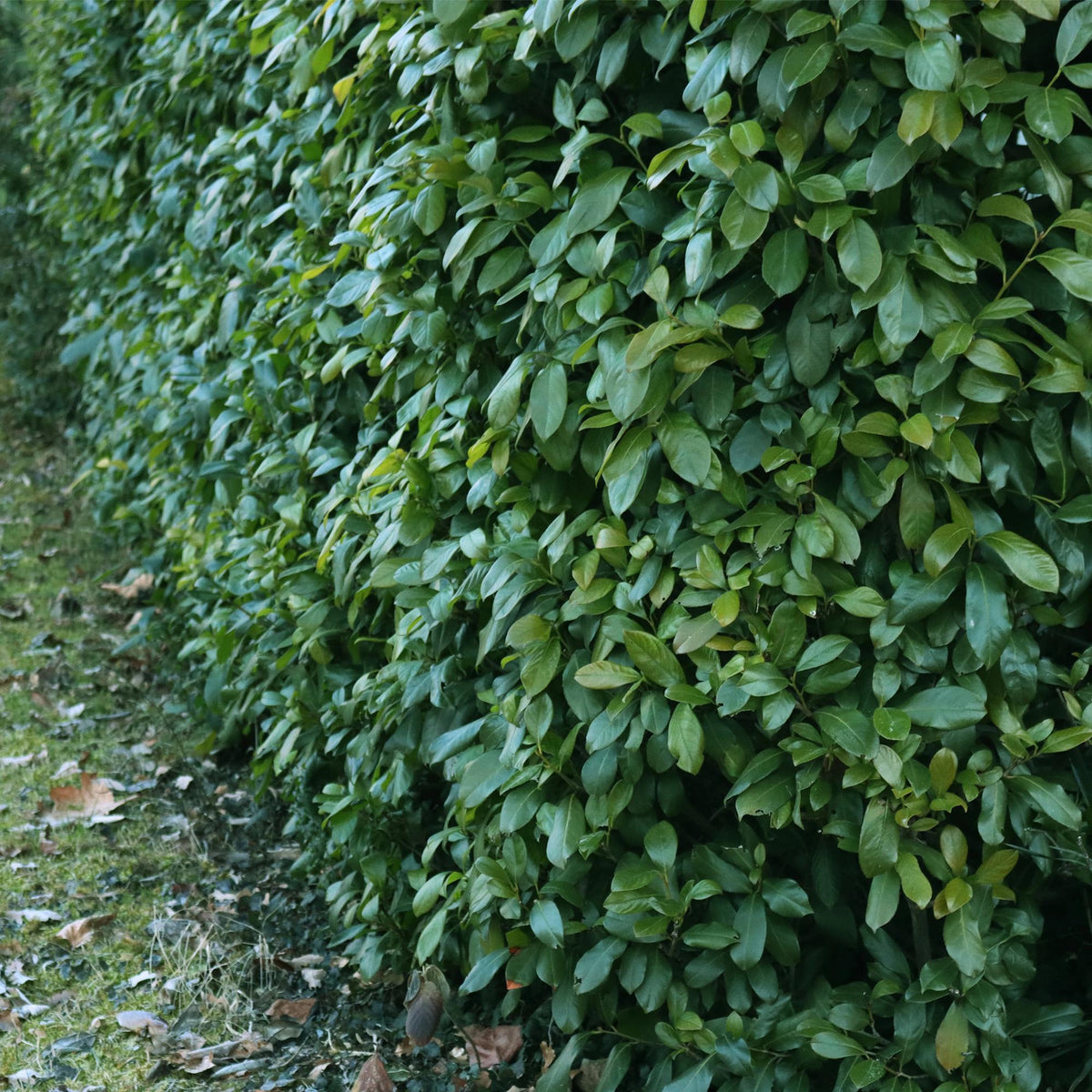 Prunus laurocerasus Etna - 6 planten - 1 strekkende meter - Forestbloom
