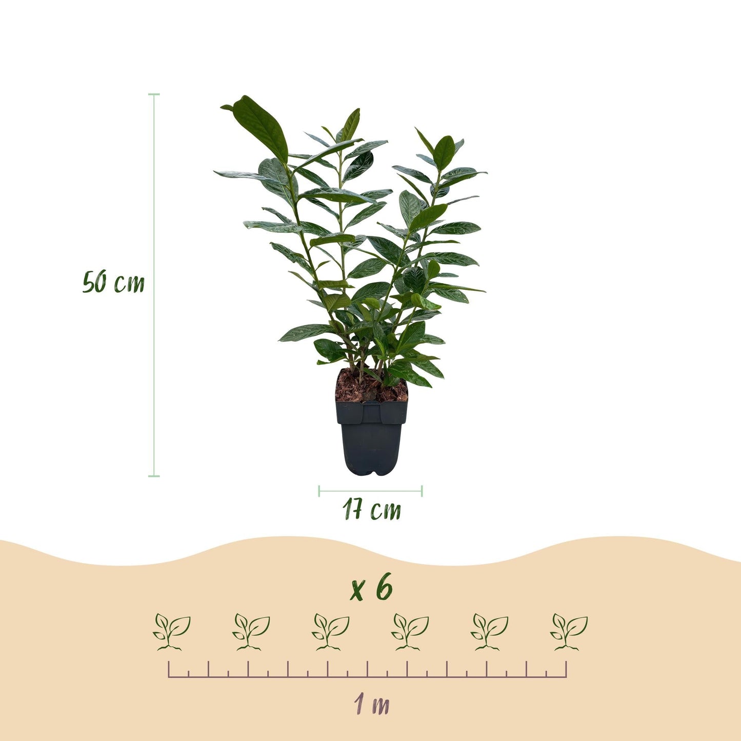 Prunus laurocerasus Novita - 6 planten - 1 strekkende meter - Forestbloom