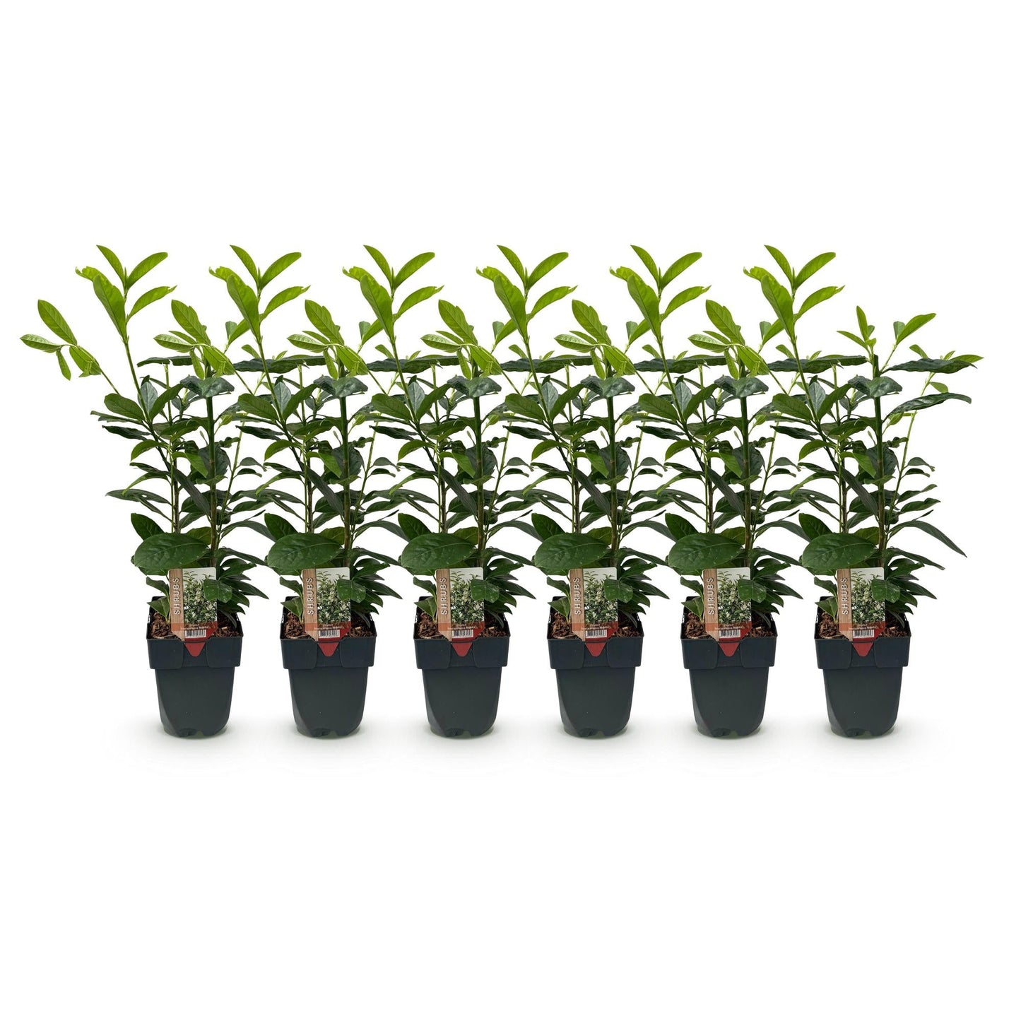 Prunus laurocerasus Novita - 6 planten - 1 strekkende meter - Forestbloom