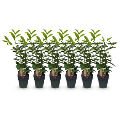 Prunus laurocerasus Novita - 6 planten - 1 strekkende meter - Forestbloom