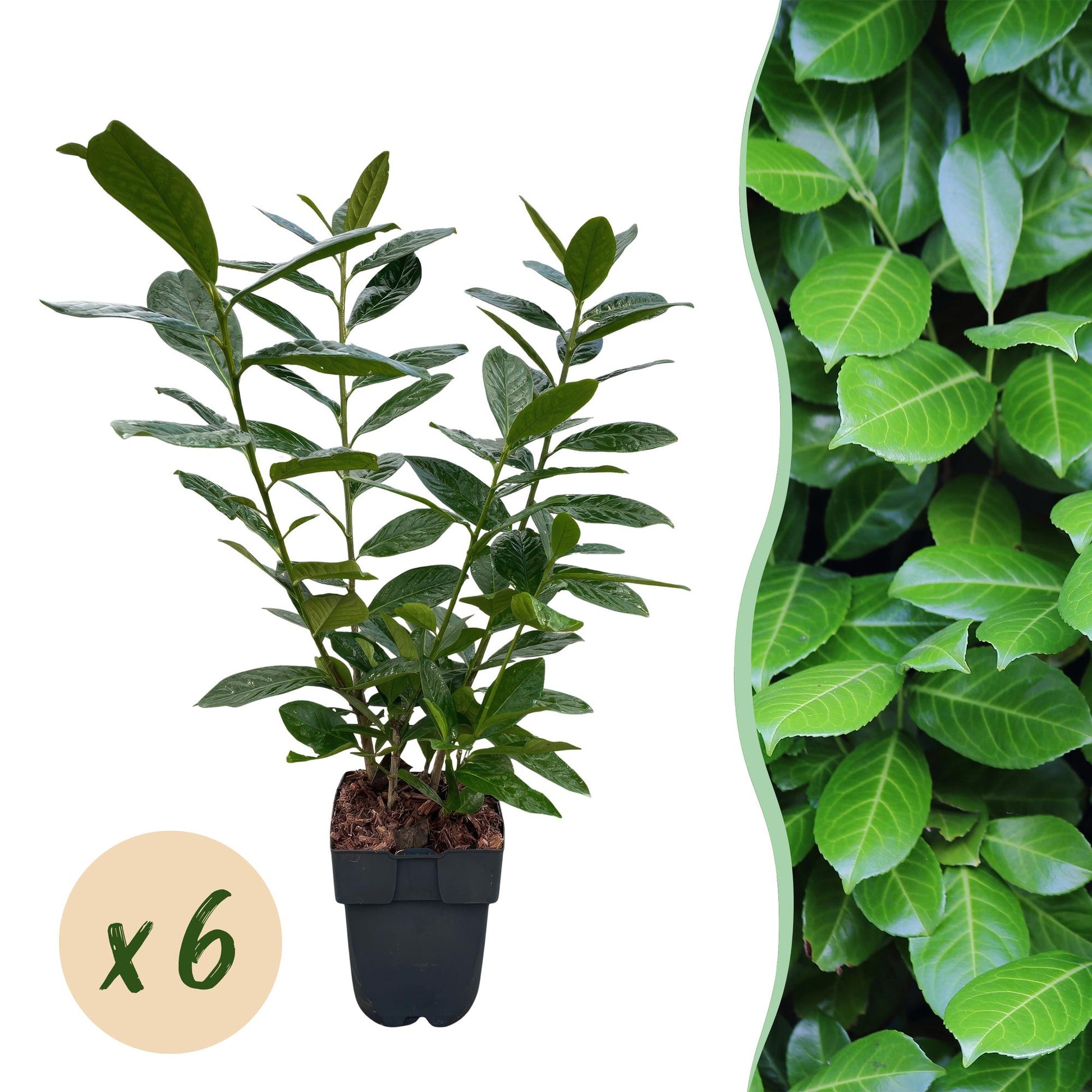 Prunus laurocerasus Novita - 6 planten - 1 strekkende meter - Forestbloom