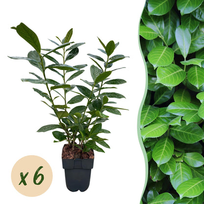 Prunus laurocerasus Novita - 6 planten - 1 strekkende meter - Forestbloom