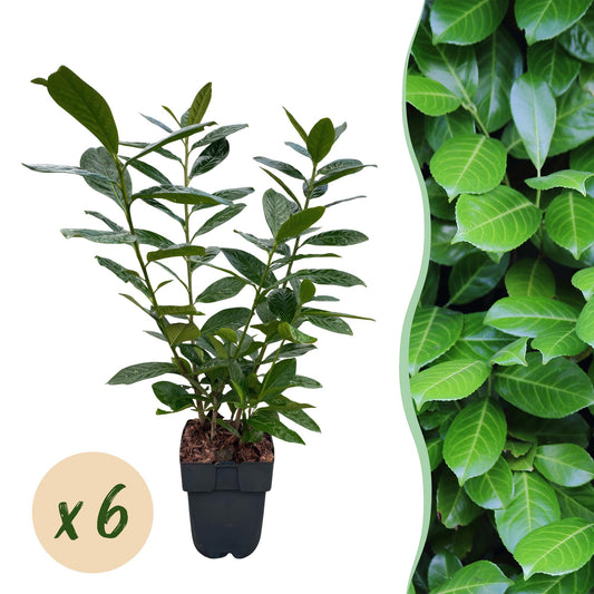 Prunus laurocerasus Novita - 6 planten - 1 strekkende meter - Forestbloom